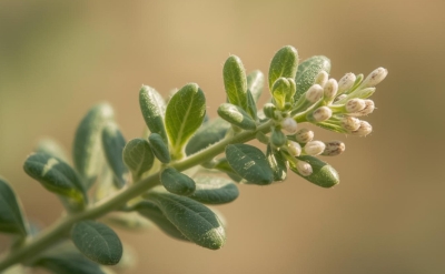 Sweet Marjoram Essential Oil